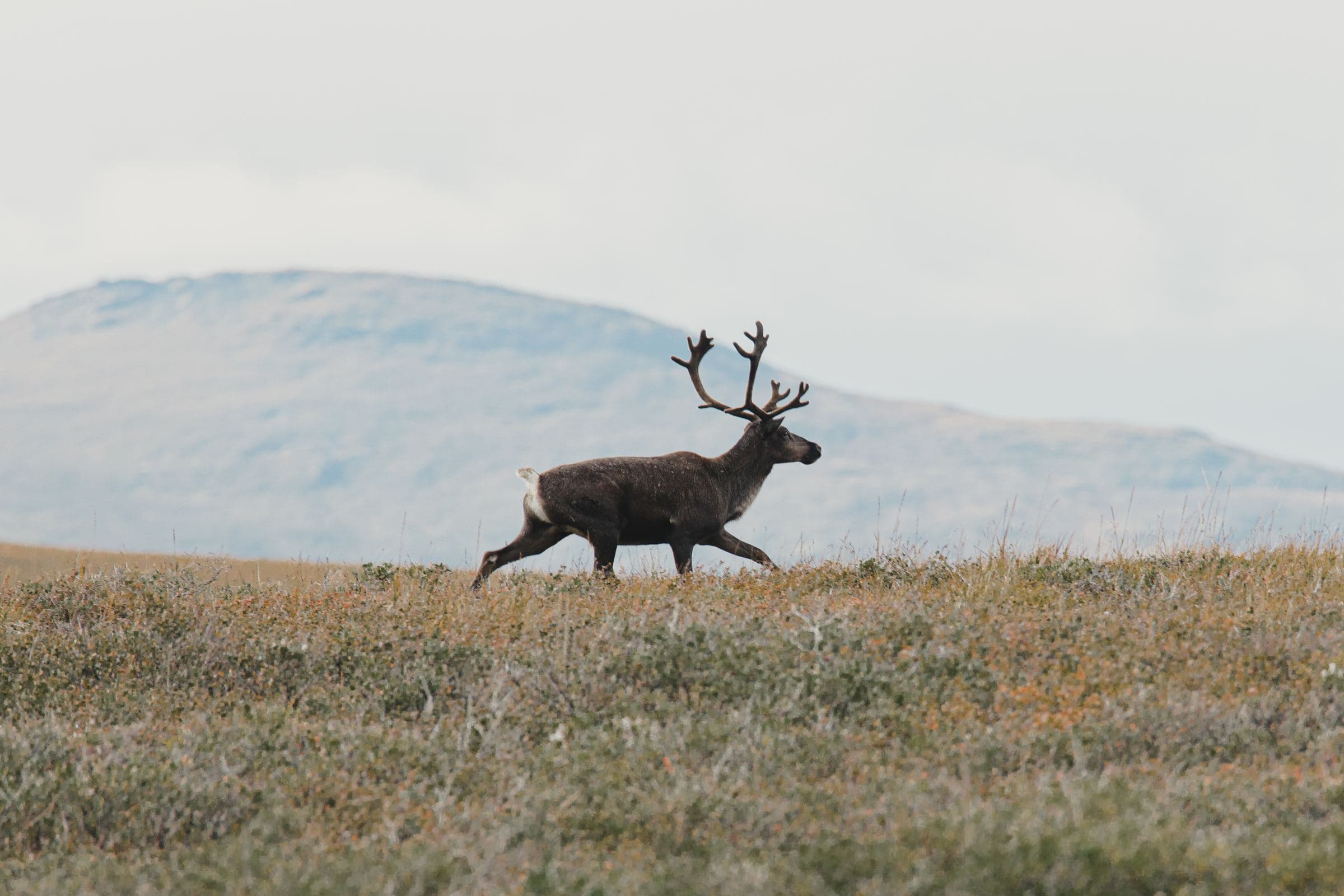 Bull caribou walking across open tundra