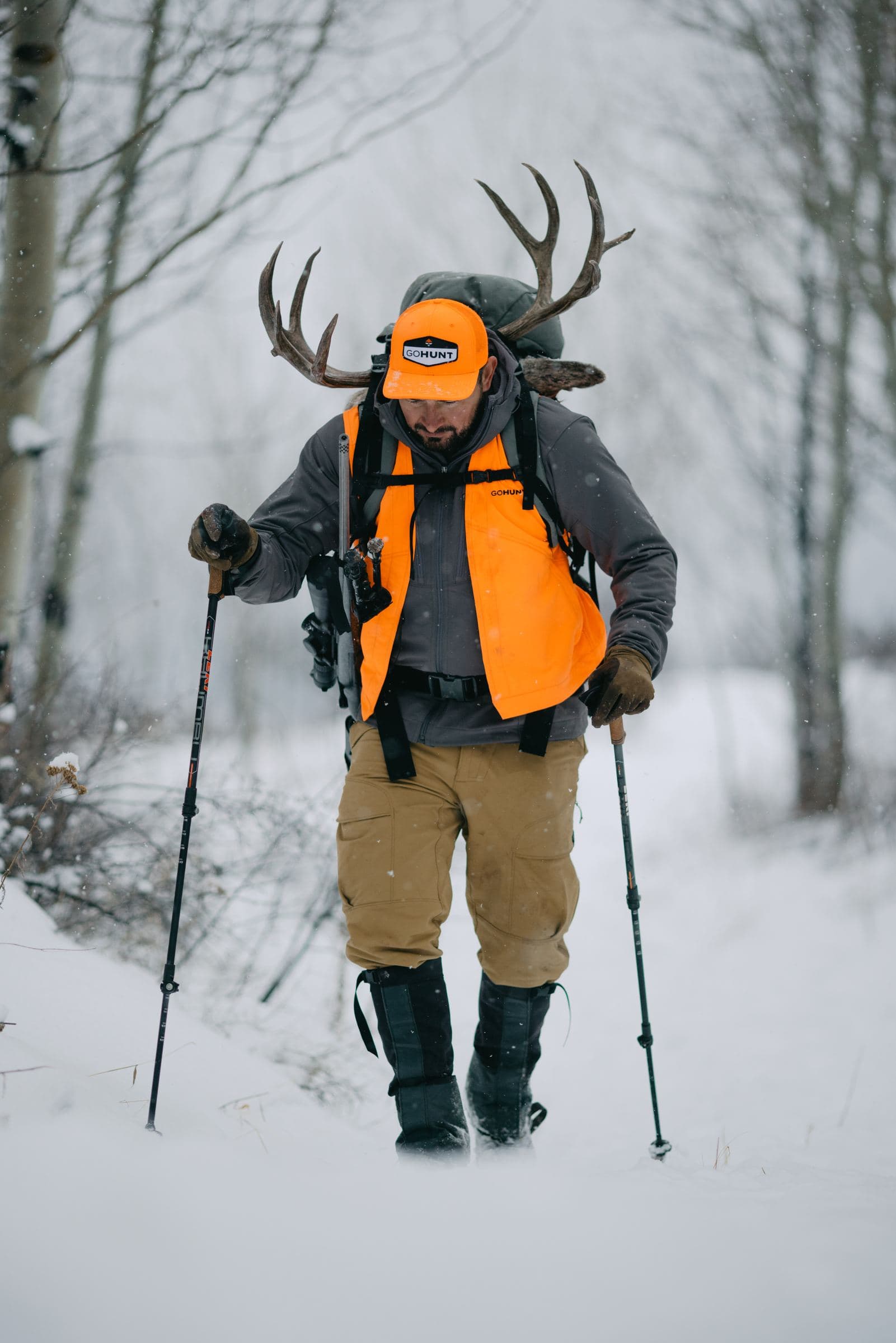 Hunter in blaze orange packs mule deer antlers through snowy aspens with trekking poles